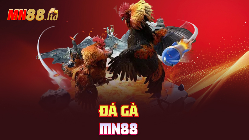 Đá gà mn88
